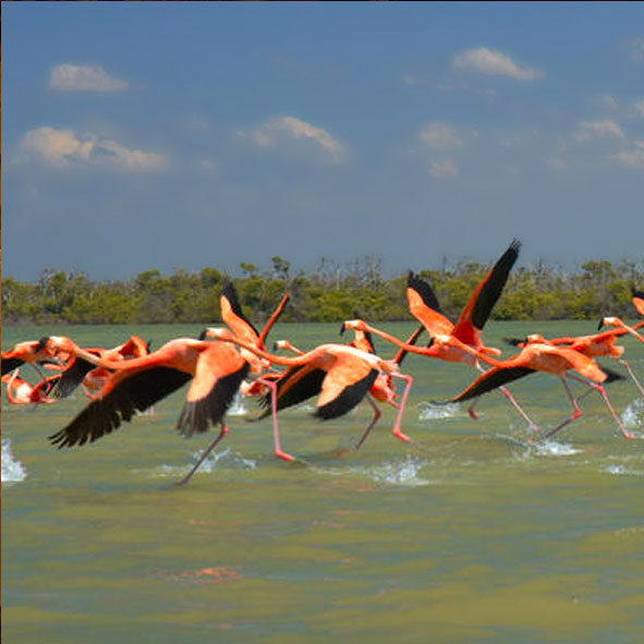 Río Lagartos
